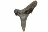 Bargain, Fossil Sand Tiger Shark Tooth - Georgia #211682-1